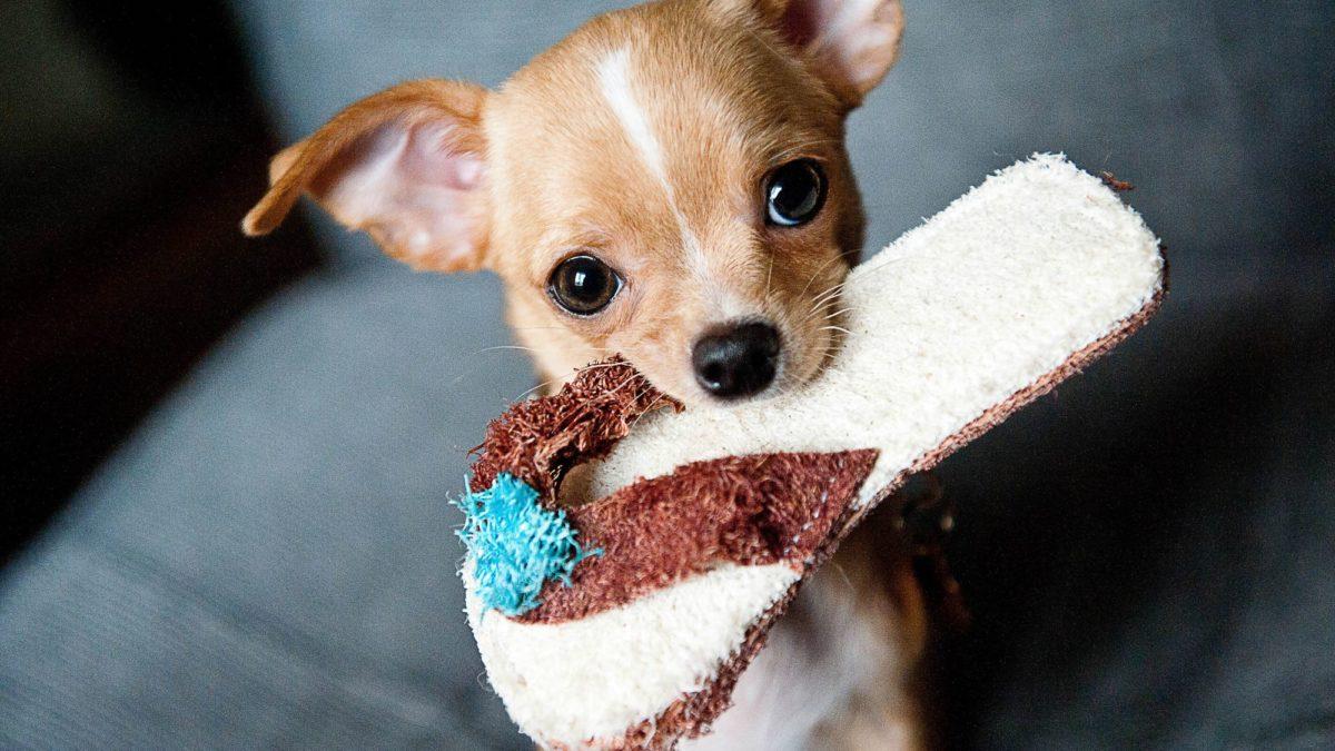 12 najmniejszych ras psów na świecie